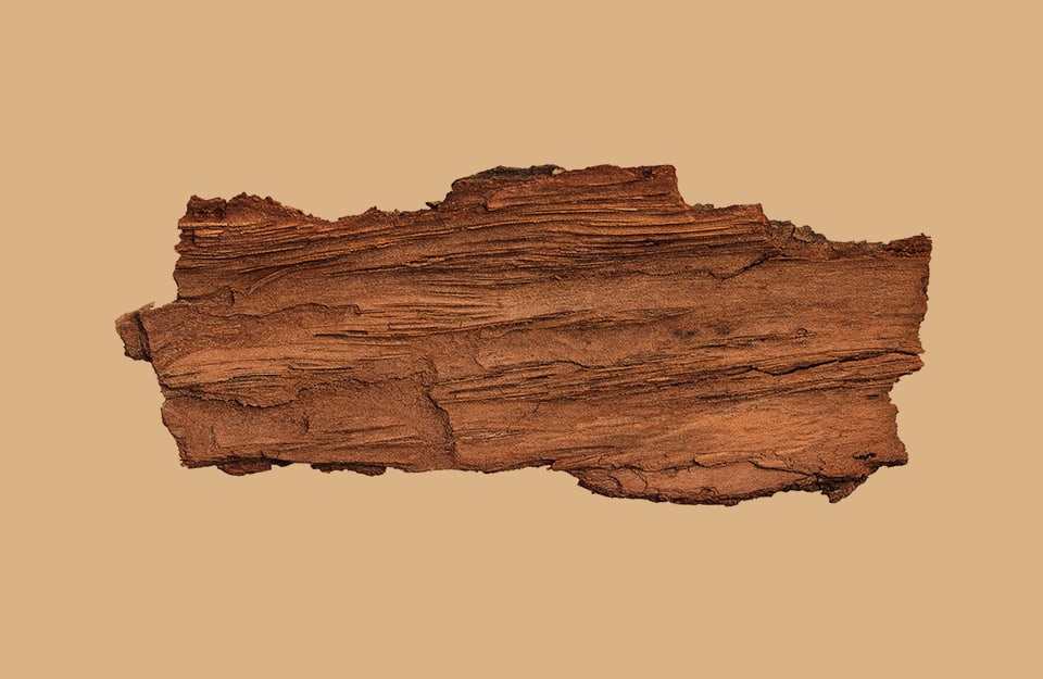 Un pezzo di corteccia d'albero su sfondo color tanno