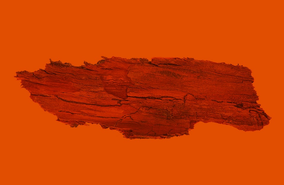 Un frammento di corteccia d'albero su sfondo color tenné