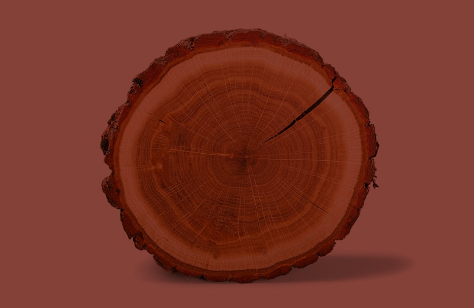 Sezione di un tronco d'albero, con i suoi anelli, su sfondo color tronco