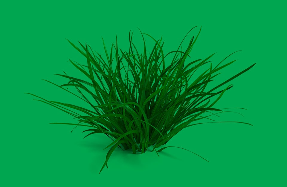 Un ciuffo d'erba su sfondo verde