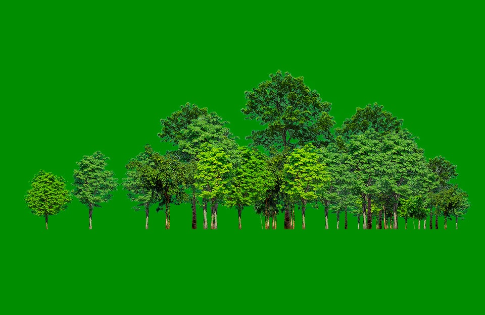 Degli alberi visti di lato su sfondo verde