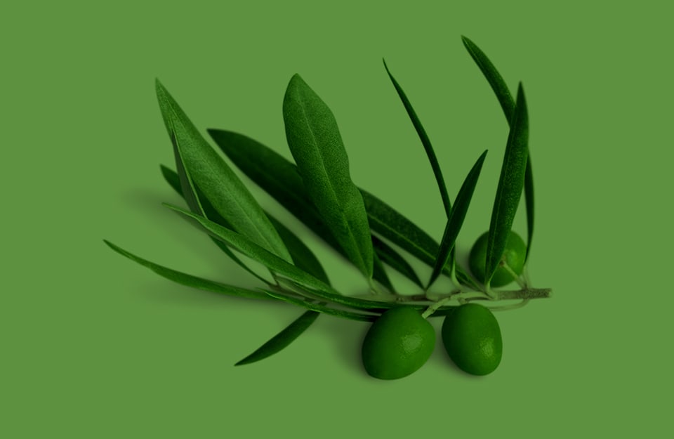 Un ramoscello di olivo, con delle olive, su sfondo verde