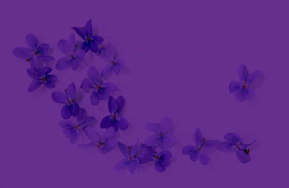 Dei fiori di viola su sfondo viola