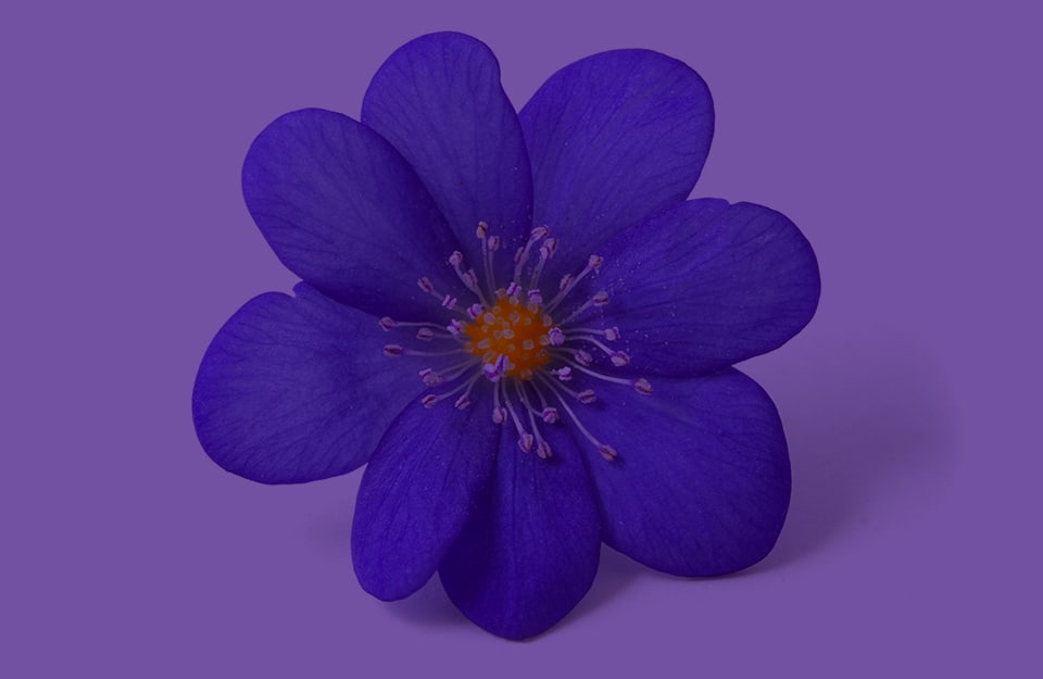 Un fiore viola su sfondo color violetto
