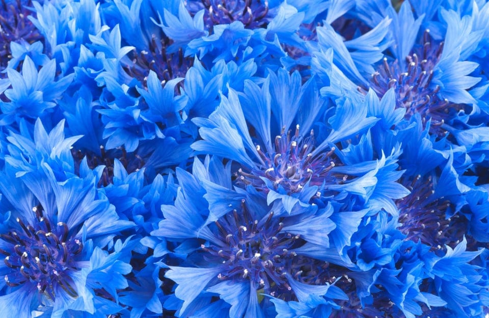 Detail on a group of cornflower flowers