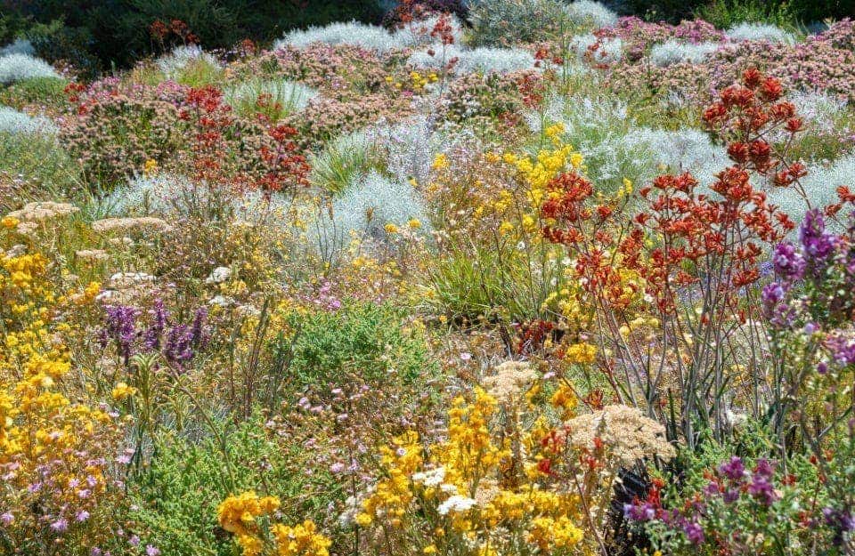 Area fiorita di un dry garden, o giardino secco, con molte specie vegetali a cespuglio che formano chiazze di diversi colori