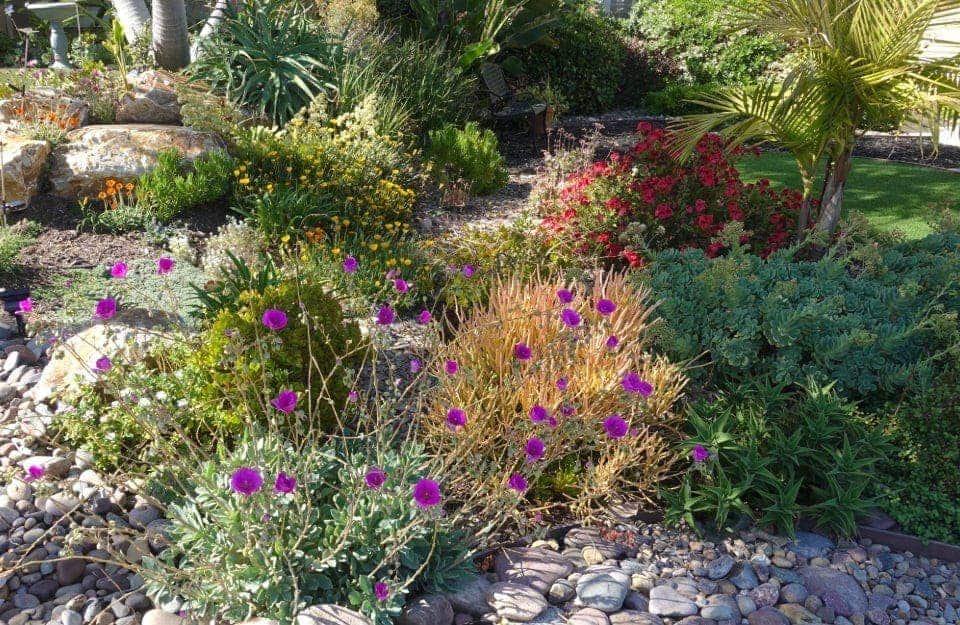 Detalle de un jardín seco, o huerto seco, con plantas tapizantes, rocas, suculentas y flores