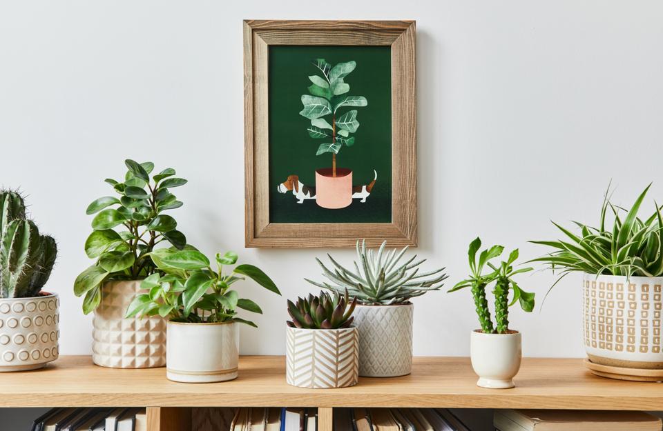 mobile con piante da interno e quadro moderno a tema botanico